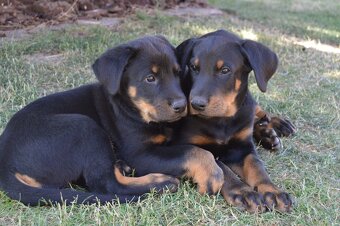 Beauceron šteniatko, šteniatka s PP - 2