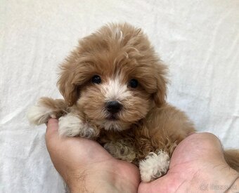 Toy mini maltipoo - 2