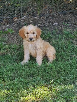 Goldendoodle - 2