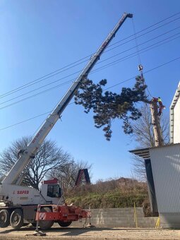 Výrub a orez stromov/Arboristika - 2