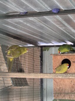 Kakariki žltočelý- tohtoročné odchovy - 2