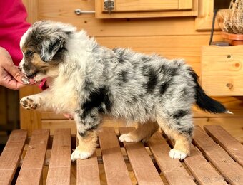 Miniatúrny americký ovčiak - 2