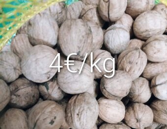 Slovenské vlašské orechy - 2