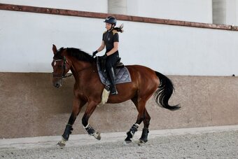 Charakterná kobyla - 2