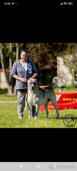 Stredoázijský ovčiak - 2