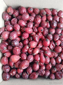 šípky tohtoročné sušené - 2