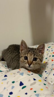 Darujem mačiatko do starostlivých rúk - 2