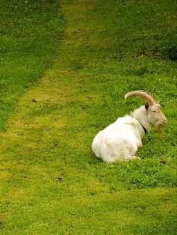 Cap na pripúšťanie ( capko) - 2