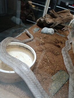 Predám užovku červenú - 2