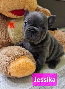 Francúzský modrý buldoček - 2