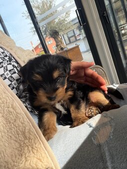 Šteniatko Yorkshire - 2