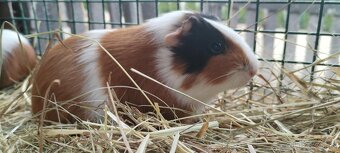 Morské prasiatka - 2