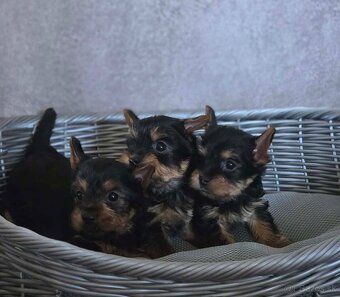 Yorkshirsky terier - 2