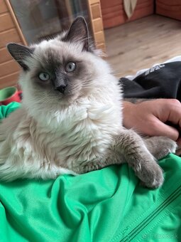 Kocúrik Ragdoll - 2