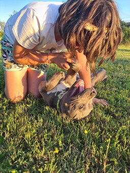 Top pejsek American bully XL s PP - 2