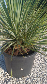Mrazuvzdorna Yucca Rostrata - 2