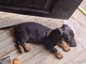 Šteniatko jazvečíka - 2