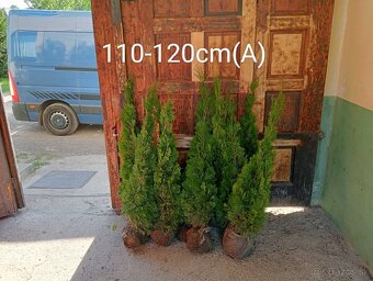 Tuja Smaragd, vavrínovec, červienka, gaštan - Poprad - 2
