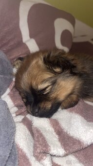 Ponúkam čistokrvného psíka pomeriana - 2