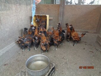 Sliepky Pavlovské zlaté - 2