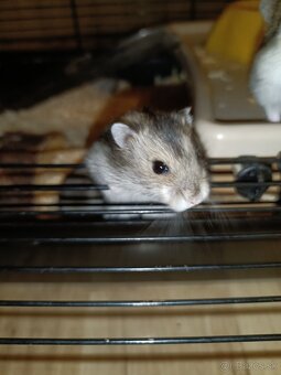 Škrečok džungársky - 2