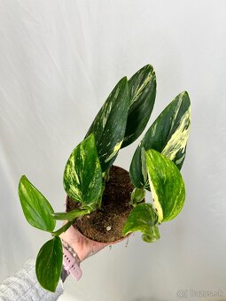 Monstera standleyana variegata - 2