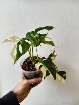 Panašované Monstery - 2