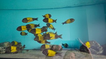 Tropheus Ikola F1 - 2