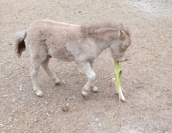 Minihorse champagne modré oči - 2