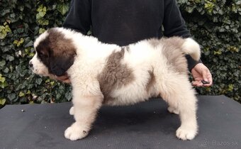 Moskovský strážny pes - Berkut - 2