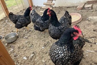 Barnevelder schwarz – násadové vajcia - 2