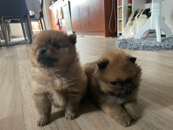 Pomeranian - Nemecky trpasliči špic - šteniatka - 2