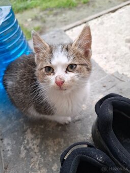 Darujeme mačiatko - 2