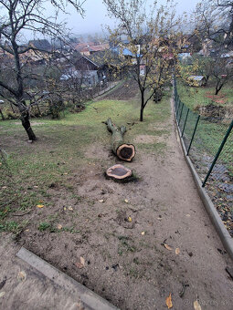 Orech kmeň guľatina priemer70cm - 30/35cm dlzka 7.8m + klaty - 2