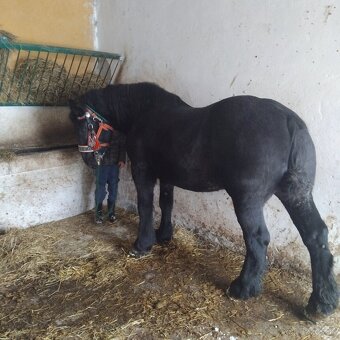 Sprzedam walacha karego - 2