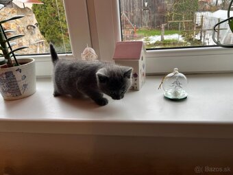 Britská modrá mačička - 2