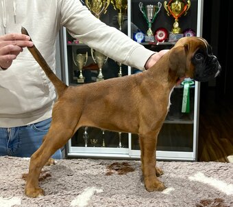 Nemecký boxer s PP - 2