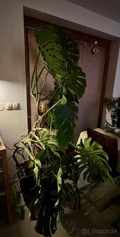 Monstera 200cm - 2