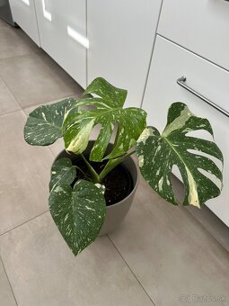 Monstera thai constalation - 2