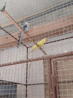 Alexander malý samec - 2