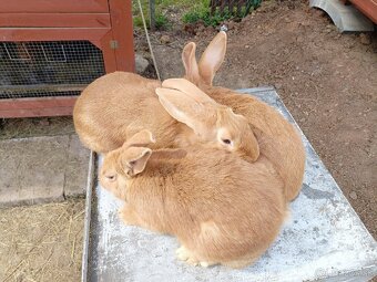 Burgundske králiky - 2