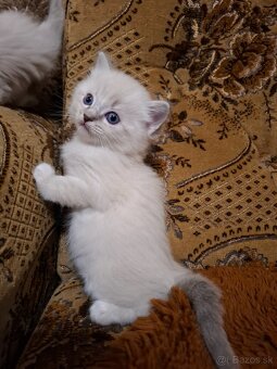 Ragdoll kocurik blue lynxl - 2