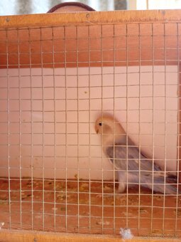 Predám Agapornisi Ružovohrdle - 2