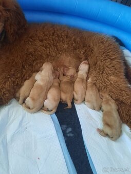 Goldendoodle po rodičoch s pp - 2