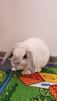 Zakrslý králik minilop bielo sivý + klietka - 2