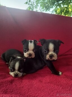 Bostonský teriér, boston terrier - 2