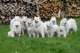 SAMOJED štěňátka s PP rezervace léto 2025 - 2