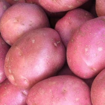 Predaj domáce zemiaky 0.50e/kg - 2