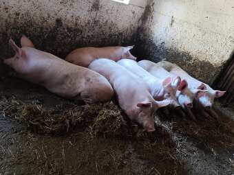 Predám krmníky - 2