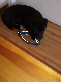 Darujem steniatko - 2